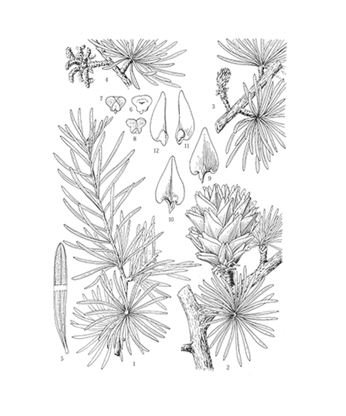 Natural compounds from  Pseudolarix amabilis